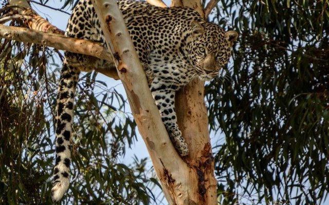 Zorro, die luiperd  (Foto: Panthera Africa)